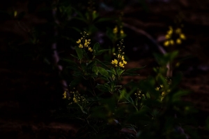 花 黄色 植物 开花 深色 4k壁纸 3840x2160