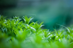 虚化背景绿色茶叶清新平面广告