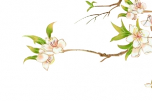 创意合成玉兰花效果