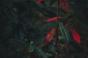 灌木 树枝 树叶 秋季 4k壁纸 3840x2160
