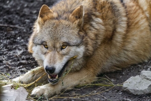 狼 野生 捕食者 动物 4k壁纸 3840x2160