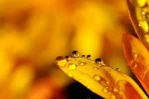 水滴 雨滴 花 镜像 4K壁纸