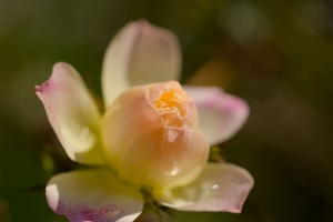 玫瑰 花 梯度 花瓣 芽 春天 4k壁纸 3840x2160