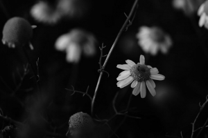 洋甘菊 花瓣 黑白 模糊 4k壁纸 3840x2160
