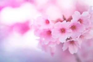樱花 花朵 粉红色 微距 特写 4k壁纸 3840x2160