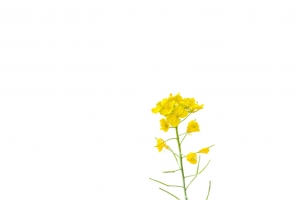 春天里的油菜花