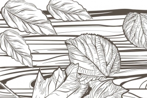 手绘速写素描树叶平面广告