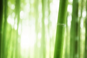 梦幻竹林背景