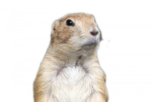 高清土拨鼠PNG透明图片-动植物设计素材免费下载