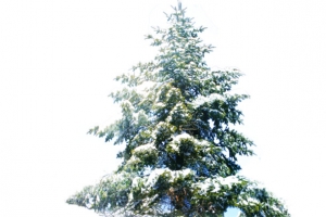 冬季冰雪大树风光