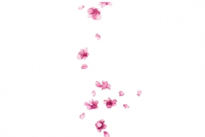 花瓣浮漂元素