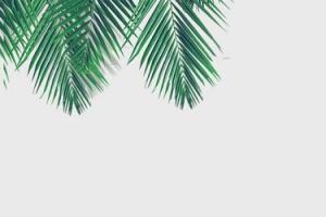 简约树叶背景