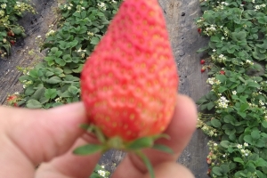 （随拍）又到了挖荠菜摘草莓的季节了！