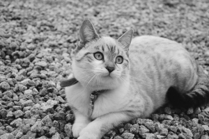 猫 可爱 躺着 黑白 4k壁纸 3840x2160