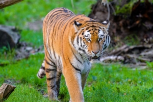 西伯利亚虎 老虎 捕食者 大猫 野生 草 4k壁纸 3840x2160