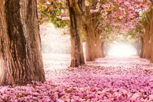 粉红色的樱花小道3440x1440风景壁纸