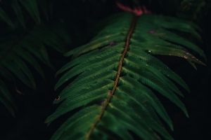 蕨类 植物 叶子 绿色 宏观 4k壁纸 3840x2160