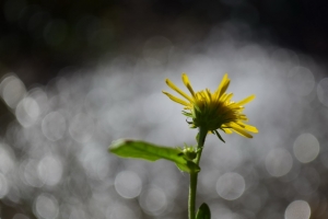 花 蒲公英 花瓣 bokeh 宏观 4k壁纸 3840x2160