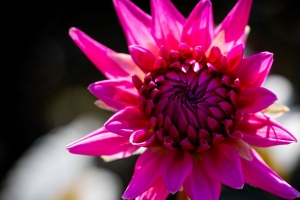 大丽花 花 花瓣 宏观 粉红色 花蕾 4k壁纸 3840x2160