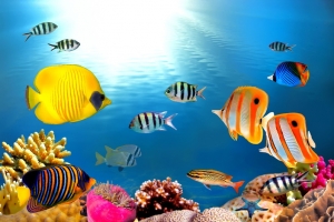 高清海洋海底水产海鱼