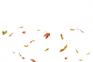 枫叶漂浮免抠图素材