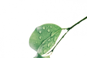 带水珠的绿色树枝