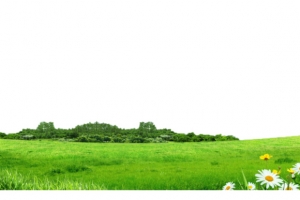 绿色草地