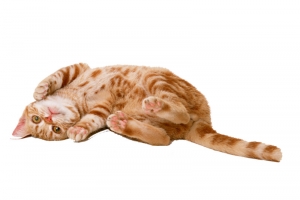 猫猫