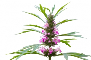 高清益母草花卉植物PNG透明图片-免费装饰元素设计素材下载