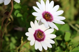  dimorphotheca ecklonis 花瓣 花朵 白色 紫色 4k壁纸 3840x2160