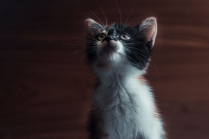 小猫 猫 宠物 一瞥 可爱的 4k壁纸 3840x2160
