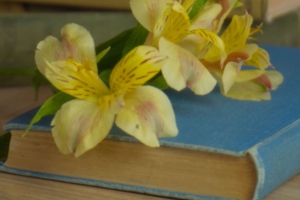  alstroemeria 花 花瓣 书 杯子 模糊 4k壁纸 3840x2160