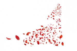 玫瑰花瓣