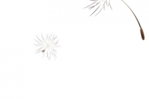 飞翔的蒲公英
