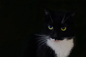 猫 动物 宠物 一瞥 黑色 4k壁纸 3840x2160