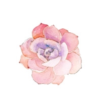 梦中花彼岸花效果设计