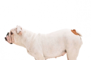 家养斗牛犬