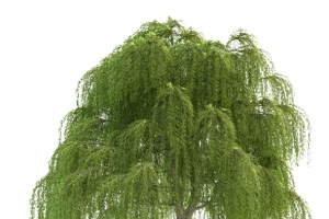 柳树素材免抠图