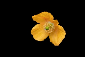 冰罂粟 罂粟 花 花瓣 微距 黄色 4k壁纸 3840x2160