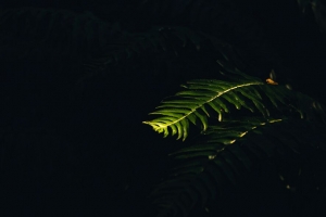 蕨类 树枝 植物 宏观 浅色 深色 4k壁纸 3840x2160