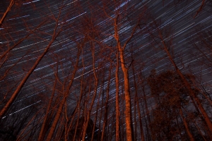树 背光 星星 长曝光 4k壁纸 3840x2160