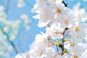 蓝天白色樱花