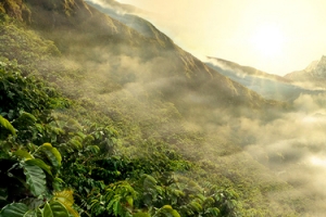 淘宝旅游摄影风景绿色背景banner