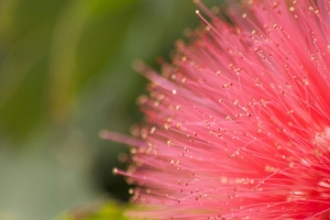 花 花粉 植物 粉红色 宏观 4k壁纸 3840x2160
