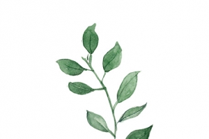 圣诞节手绘花纹素材