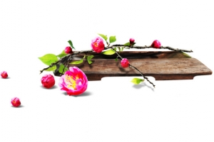 粉色可爱小花植物