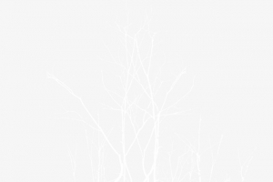 树