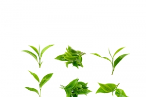 茶叶免抠图