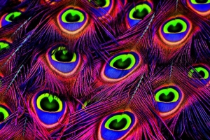 孔雀 羽毛 明亮 photoshop 4k壁纸 3840x2160