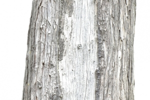 老杨树的树杆